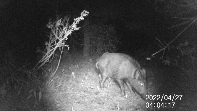 Fotoparany a Vallbona: Senglar solitari ensumant de nit