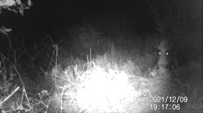 Fotoparany a la Vall d'Àger: Senglar solitari menjant de nit