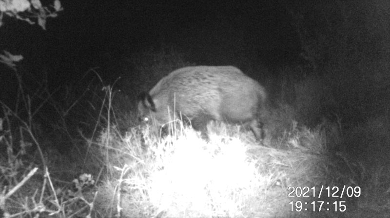 Fotoparany a la Vall d'Àger: Senglar solitari desplaçant-se de nit