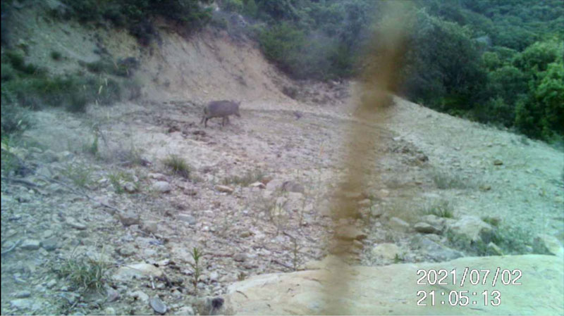 Fotoparany al Montsec: Senglar solitari perseguint un ocell