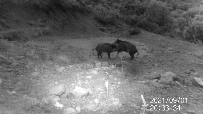 Fotoparany al Montsec: Baralla entre senglars