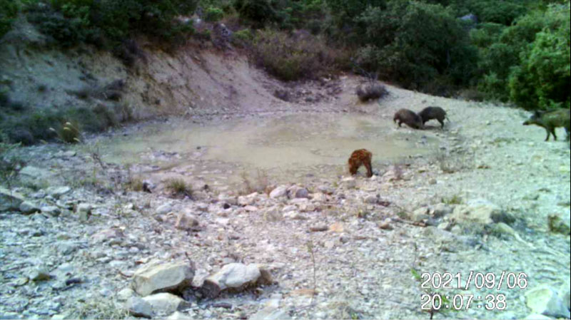 Fotoparany al Montsec: Senglars barallant-se al capvespre 1/2