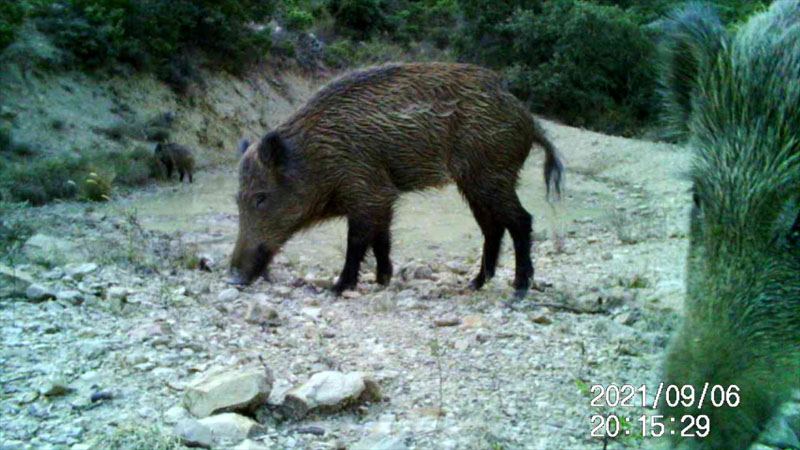 Fotoparany al Montsec: Senglars ensumant al capvespre