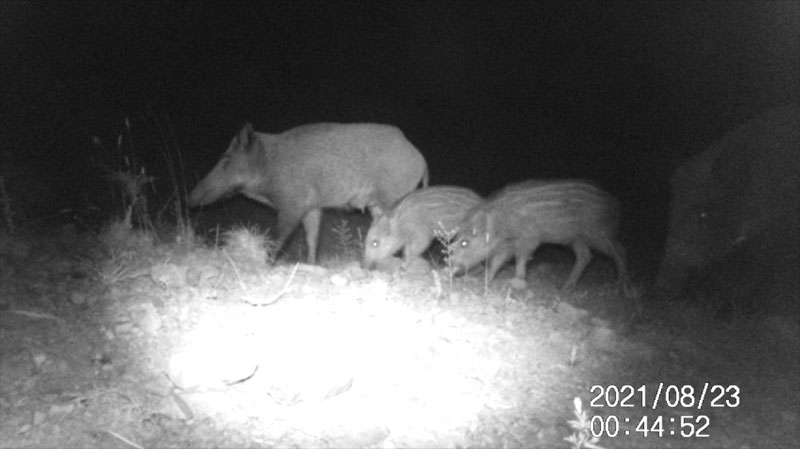 Fotoparany al Montsec: Femelles de senglar i garrins de nit 2/2