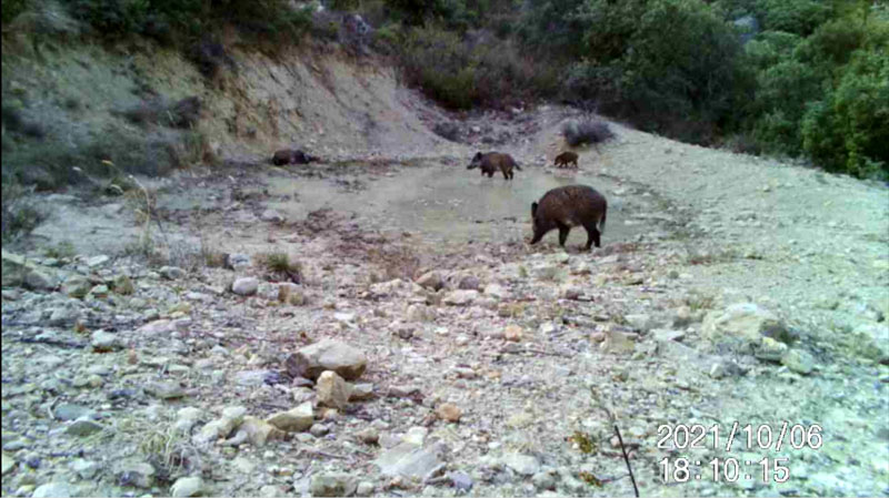 Fotoparany al Montsec: Grup de senglars ensumant, bevent i banyant-se al capvespre