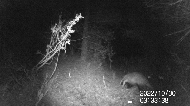 Fotoparany a Vallbona: Teixó ensumant de nit