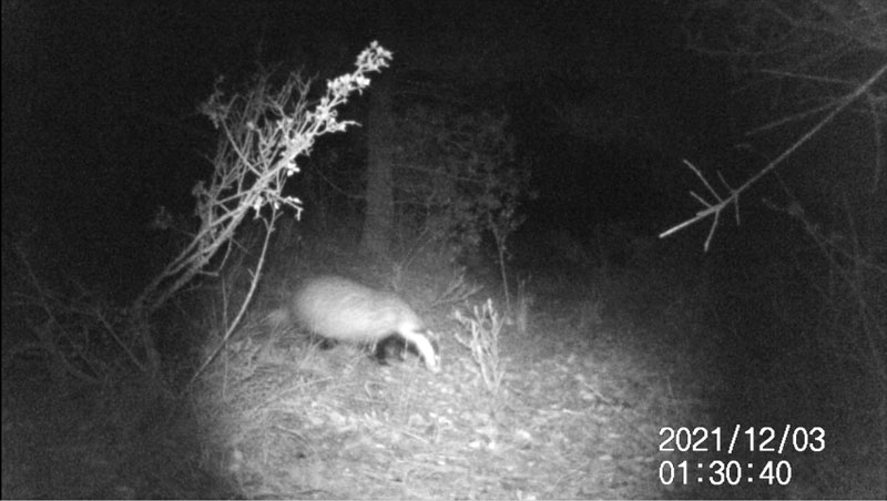 Fotoparany a Vallbona: Teixó ensumant de nit