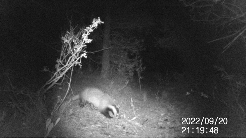 Fotoparany a Vallbona: Teixó ensumant i llepant de nit 1/2