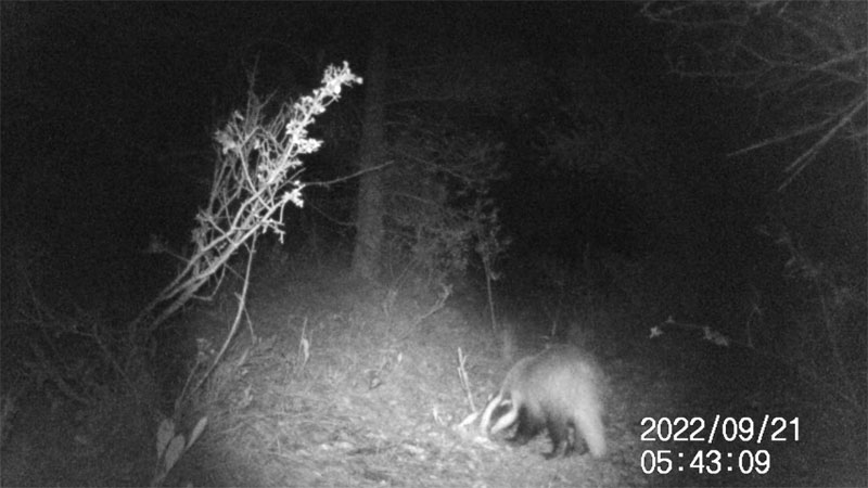 Fotoparany a Vallbona: Teixó ensumant i llepant de nit 2/2