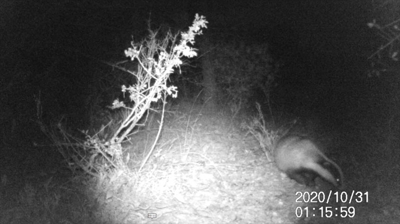 Fotoparany a Vallbona: Teixó