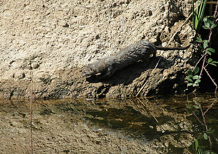 Visó americá, visón americano o Mink (Mustela vison)