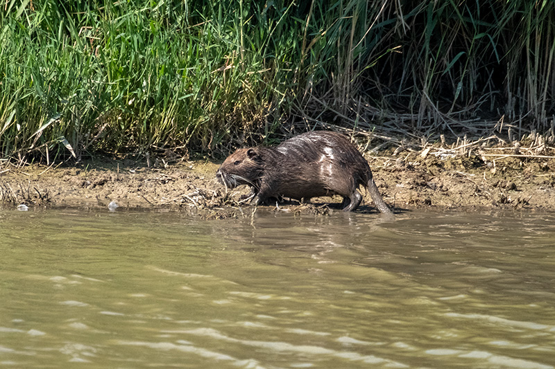 Coipú. Myocastor coypus