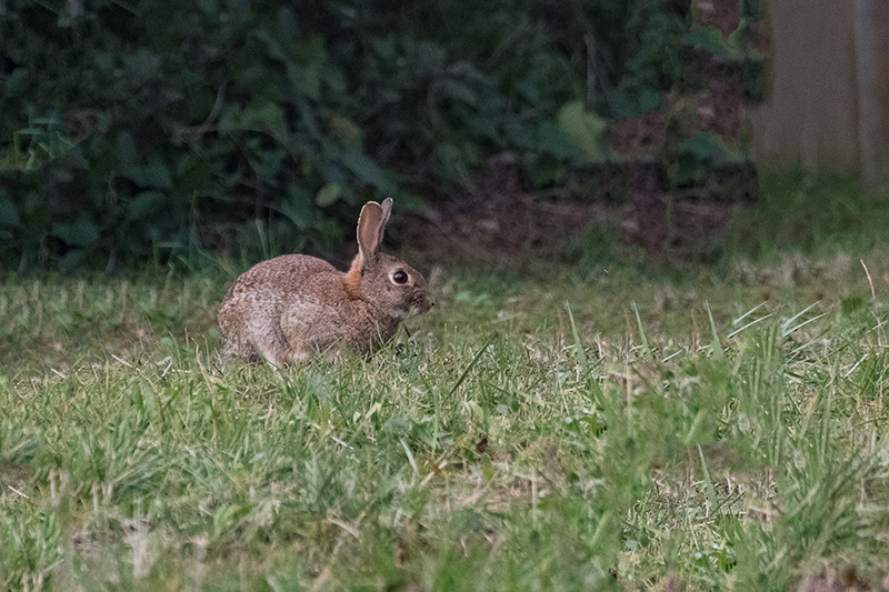 Conill de bosc.(Oryctolagus cuniculus)