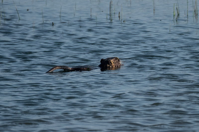 Coipú. ( Myocastor coypus )