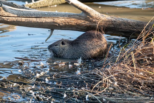 Coipú. Myocastor coypus