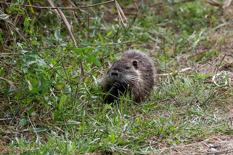 Coipú. ( Myocastor coypus )