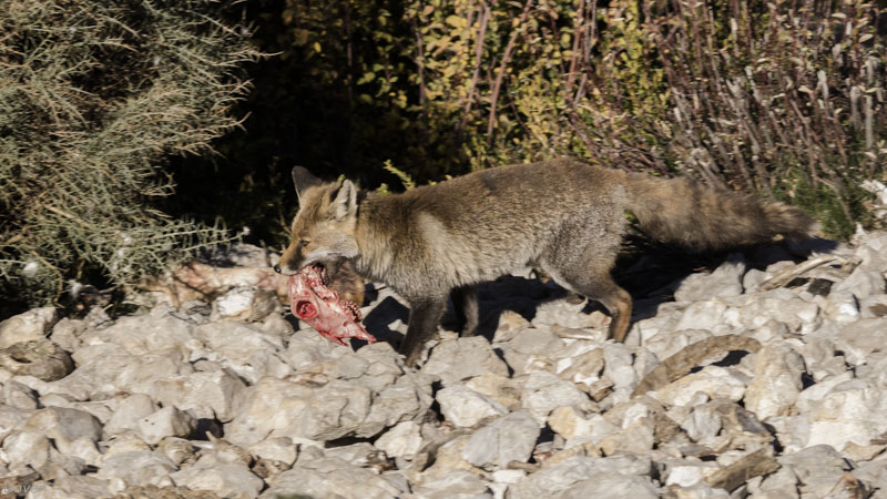 Guineu (Vulpes vulpes)