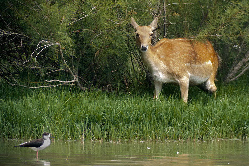 Daina. (Dama dama) , Cames llargues (Himantopus himantopus)