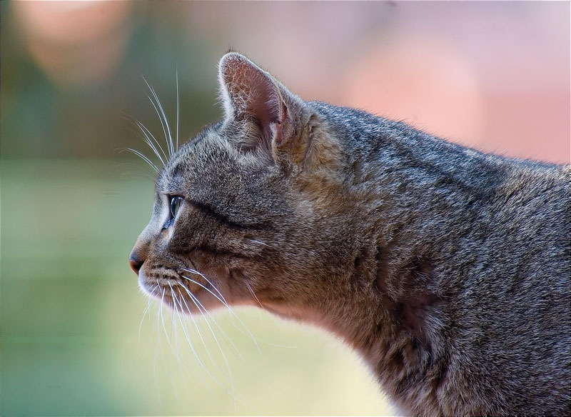 Gat (Felis silvestris catus)