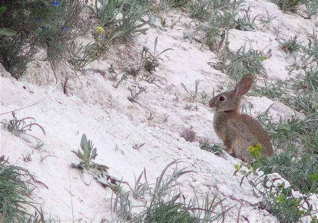 Conill de bosc (Oryctolagus cuniculus)