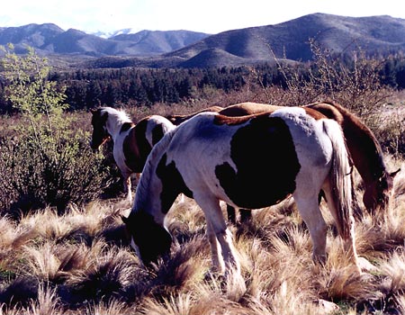 Caballos pastando