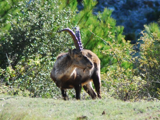 cabra montesa (capra pyrenaica)