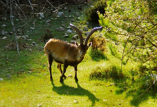 Cabra montés (capra pyrenaica)