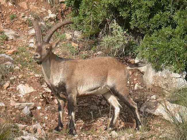 Macho montés