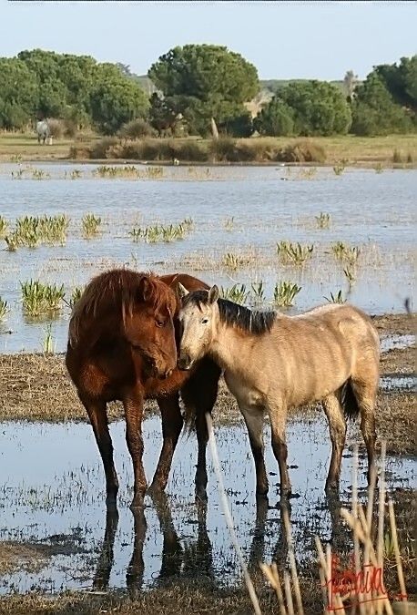 Cavalls delRemolar