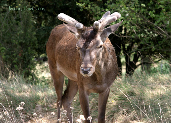 Cervus elaphus