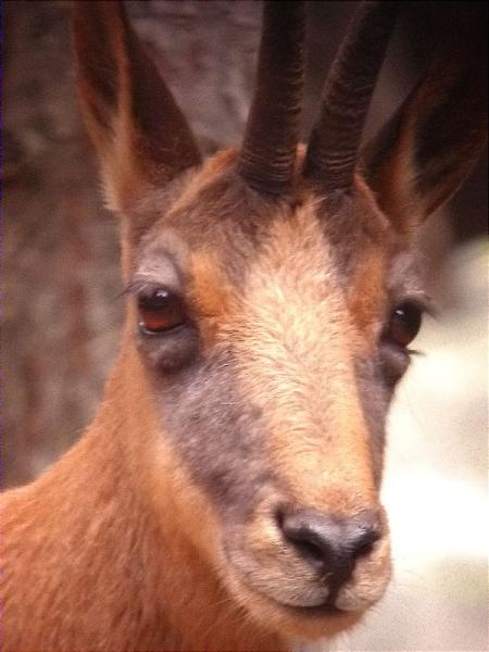 Isard, rebeco (Rupicapra pyrenaica)