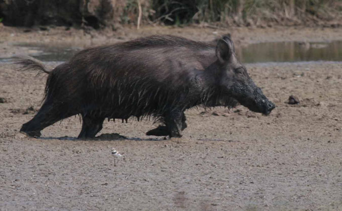 Porc senglar, Jabalí, (Sus Scrofa)
