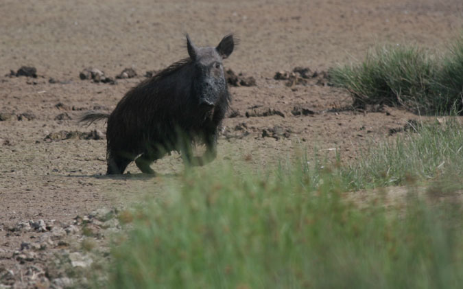 porc senglar, jabalí, (Sus Scrofa)