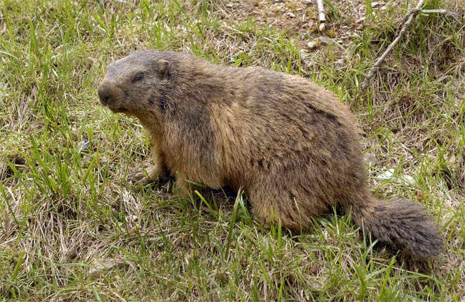 Marmota