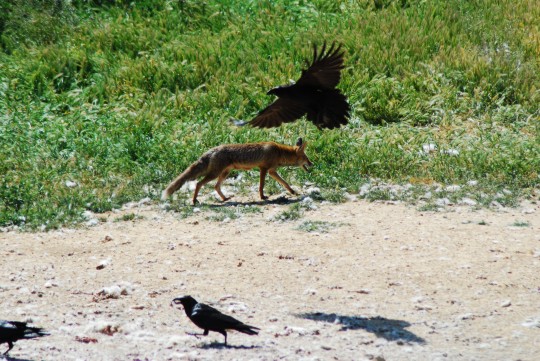 Zorro (vulpes vulpes)