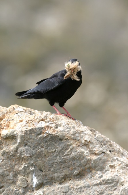 Chova barbuda (nueva especie)