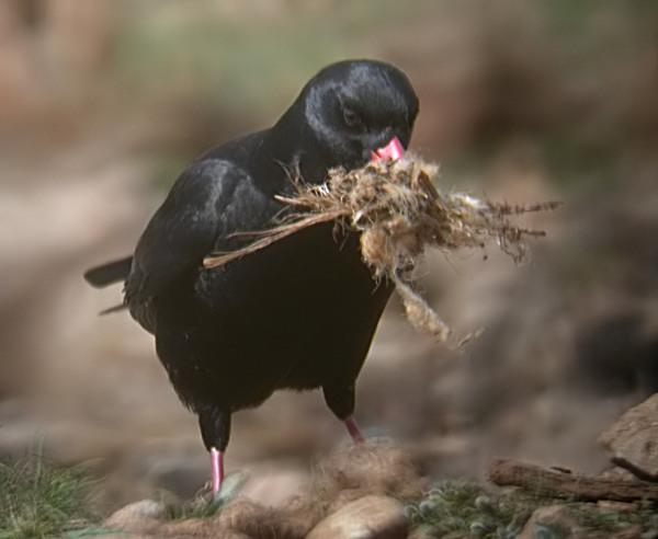 Gralla de bec vermell (Phyrrocorax phyrrocorax)