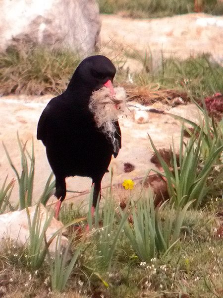 Gralla de bec vermell, chova piquirroja (Pyrrhocorax pyrrhocorax)