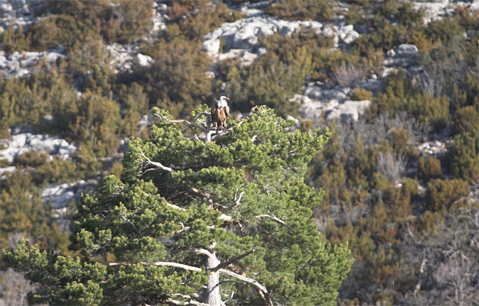 Voltor comú (Gyps fulvus)