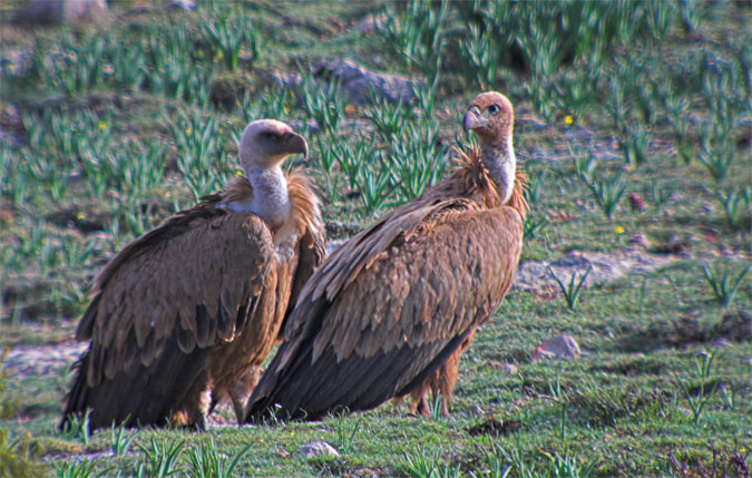 Voltor comú (Gyps fulvus)