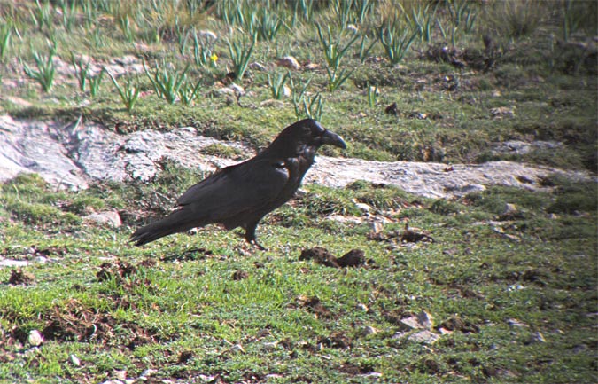 Corb (Corvus corax)