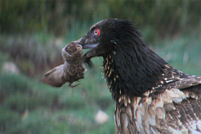 Trencalòs (Gypaetus barbatus)