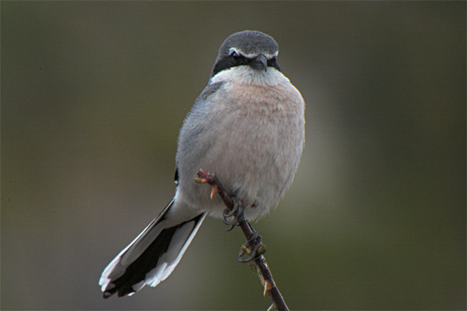 Botxí (Lanius meridionalis)