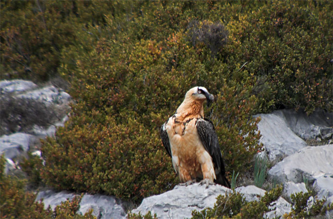 Trencalòs (Gypaetus barbatus)