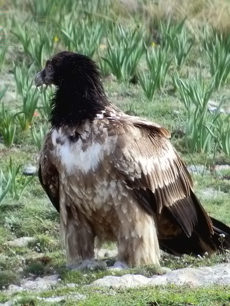 Juvenil 1r any (fase 1.1) trencalòs, quebrantahuesos (Gypaetus barbatus)