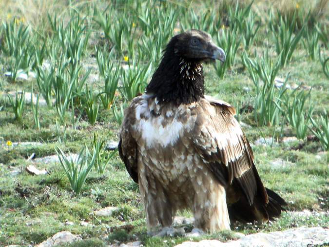 Juvenil 1r any (fase 1.1) Trencalòs, Quebrantahuesos (Gypaetus barbatus)