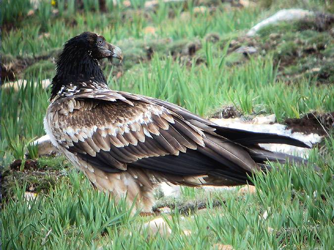 Trencalòs juvenívol 1r any (Gypaetus barbatus)