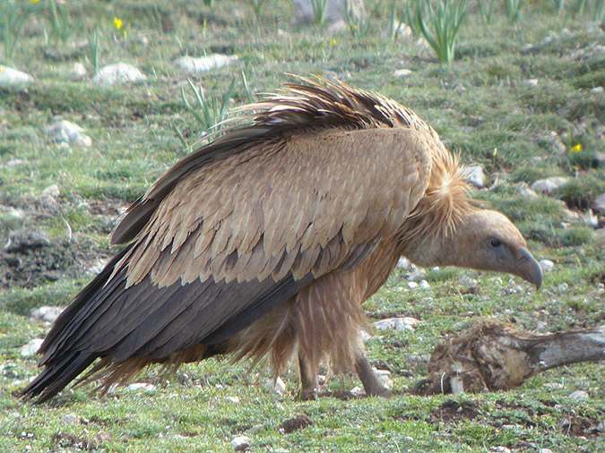 Voltor comú, buitre leonado (Gyps fulvus)