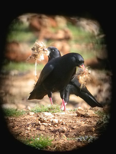 Gralla bec vermell, chova piquirroja (Pyrrhocorax pyrrhocorax)