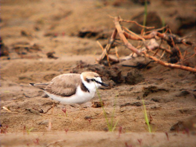 Niu de corriol camanegre (Charadrius alexandrinus)